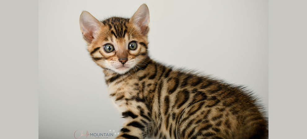 Bengal kitten for sale